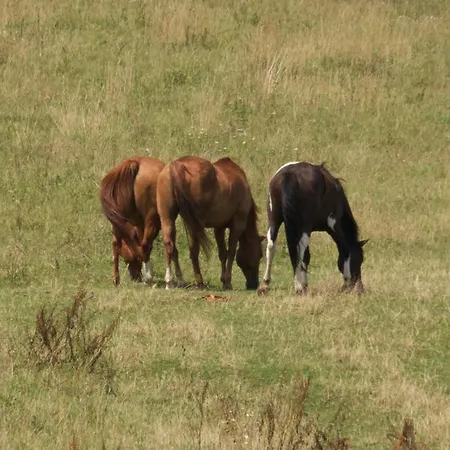 Agroturismo Farma Zahradnice Olbramovice (Benesov)