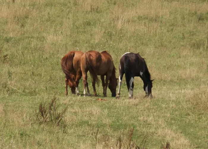 בית חווה Farma Zahradnice Olbramovice (Benesov)